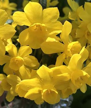 Narcissus Twinkling Yellow