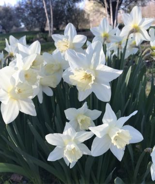 Landscape-Sized Narcissus Watch Up