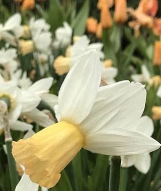 Narcissus Winter Waltz