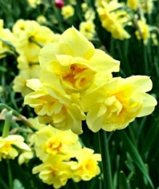 Narcissus Yellow Cheerfulness