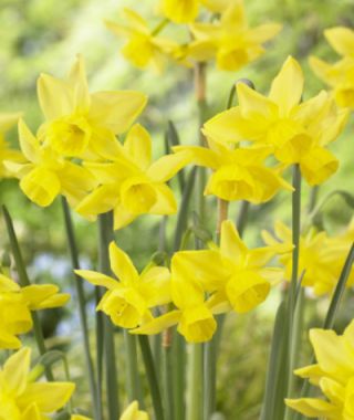 Triandrus Narcissus Yellow Ocean