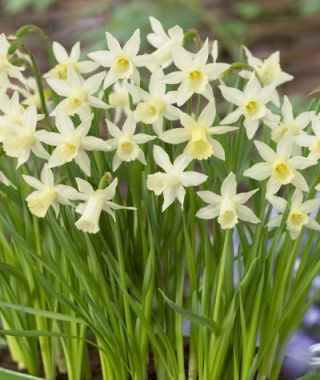 Trumpet Daffodil Elka