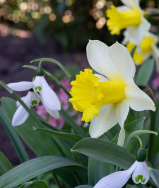 Large Cupped Narcissus January Silver