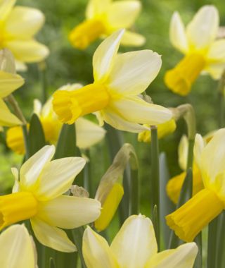 Cyclamineus Narcissus Mother Duck