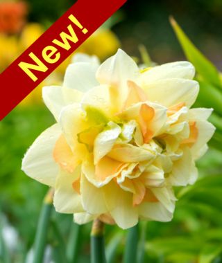 Double Narcissus Pom Pom Rose