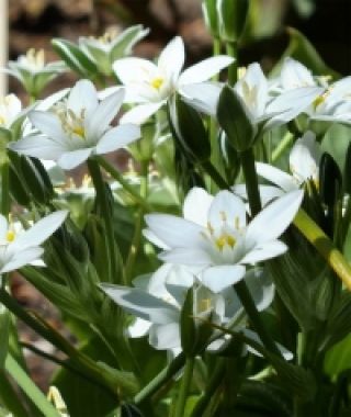 Ornithogalum balansae