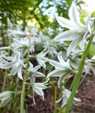 Ornithogalum nutans Silver Bells