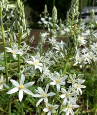 Ornithogalum ponticum Sochii