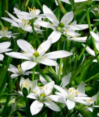 Ornithogalum umbellatum