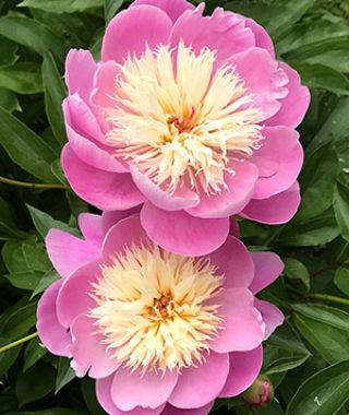 Peony Bowl of Beauty