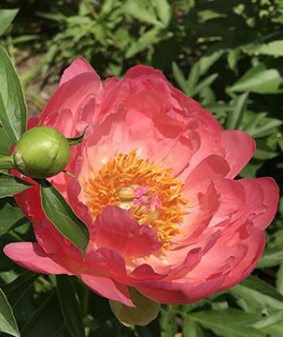 Peony Coral Sunset