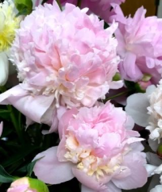 Peony Eden's Perfume