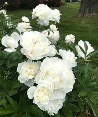 Peony Festiva maxima