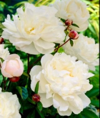 Peony Gardenia