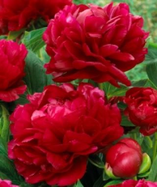 Peony Henry Bockstoce