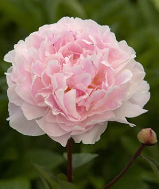 Peony Koningin Wilhelmina