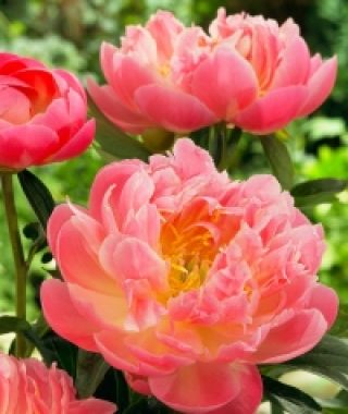 Peony Pink Hawaiian Coral