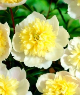 Peony Primevere