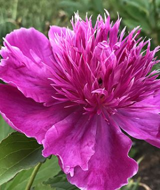 Peony Purple Spider