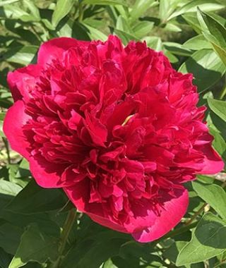 Peony Red Charm