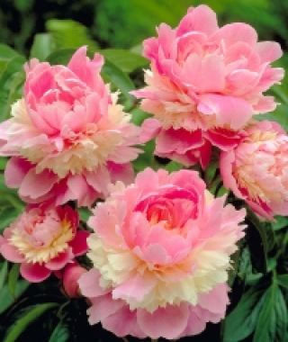 Peony Sorbet