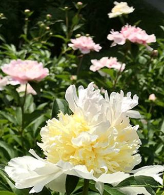 Peony Top Brass