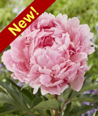 Peony Pietertje Vriend Wagenaar