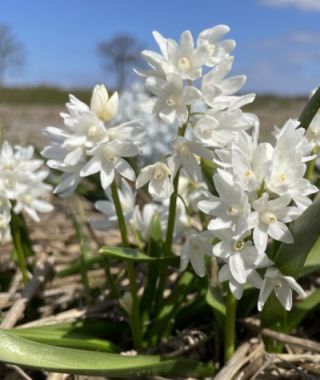 Puschkinia scilloides var libanotica alba