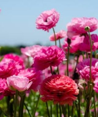 Ranunculus Pink Shades