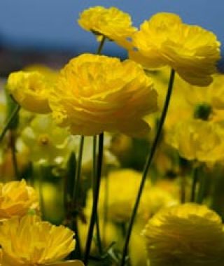 Ranunculus Yellow Shades