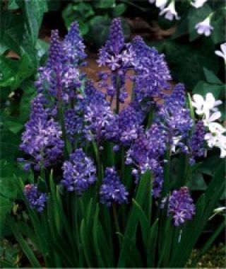 Scilla litardierei