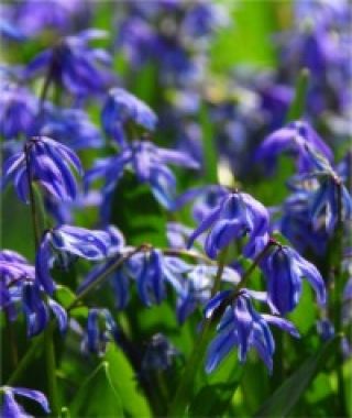 Scilla siberica  Spring Beauty