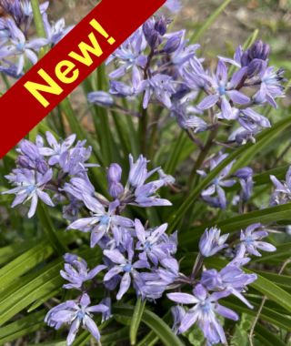 Scilla bifolia