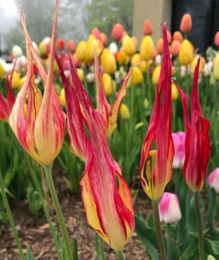 Tulipa acuminata