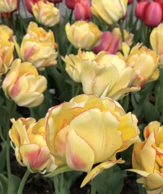 Giant Darwin Hybrid Tulip Akebono