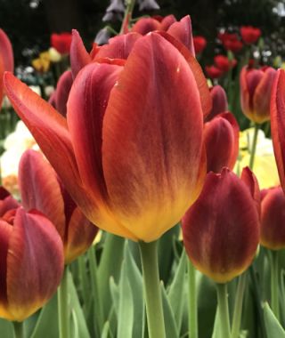 Tulip Amber Glow