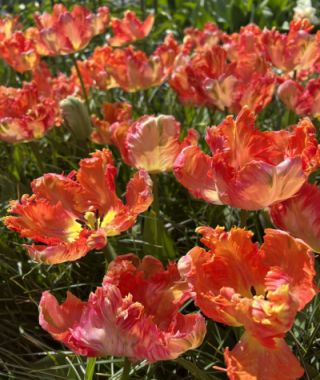 Parrot Tulip Apricot Parrot