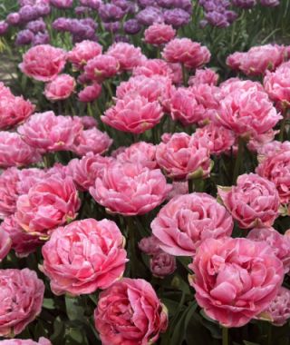 Peony Flowering Tulip Aveyron