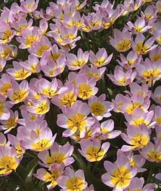 Tulipa bakeri Lilac Wonder