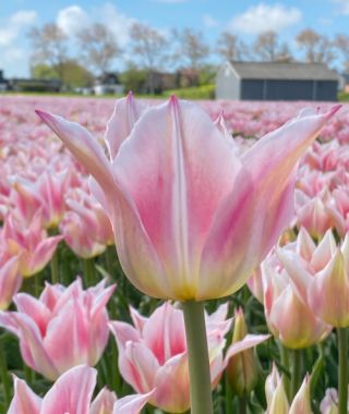 Lily Flowering Tulip Ballade Lady