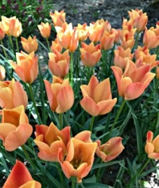 Tulipa batalinii Bright Gem