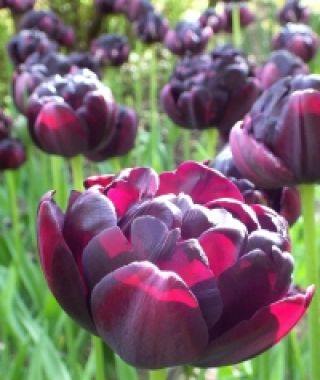 Tulip Black Hero