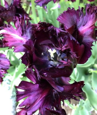 Parrot Tulip Black Parrot