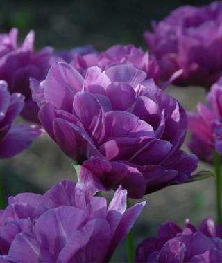 Peony Flowering Tulip Blue Spectacle