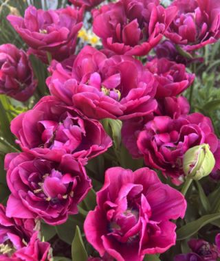 Peony Flowering Tulip Blue Wow