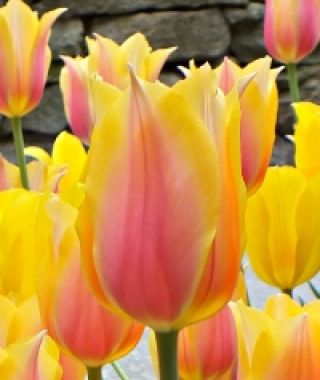 Tulip Blushing Beauty