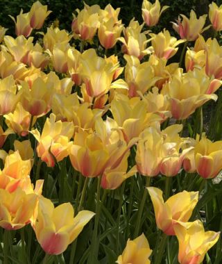 Single Late Tulip Blushing Lady