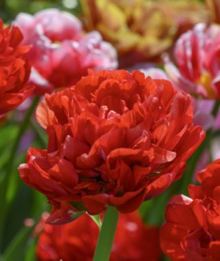 Tulip Bombastic Red