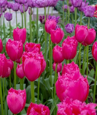 Tulip Burgundy Lace