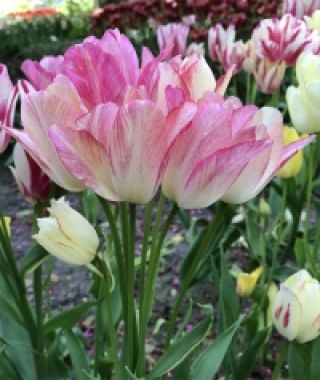 Tulip Candy Club